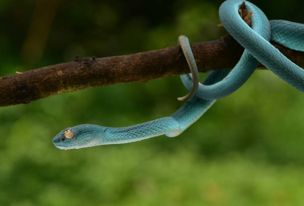 istock Trimeresurus insularis, Indonesian pit viper 1426140038