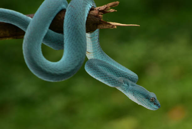 istock Trimeresurus insularis, Indonesian pit viper 1426140650