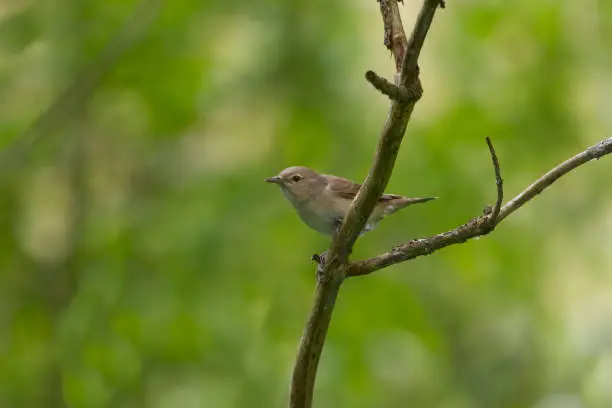 Garden warbler (Sylvia borin) on a branch in the forest.