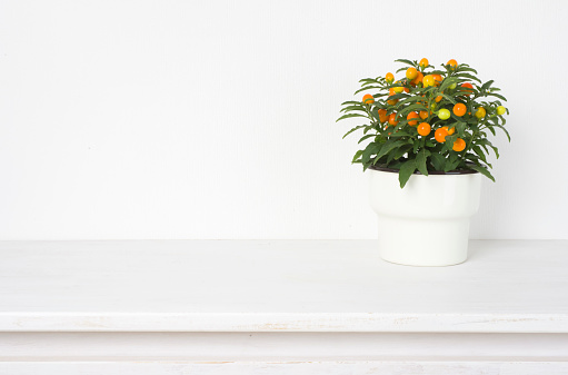 Houseplant in flowerpot on wooden table near bright white wall