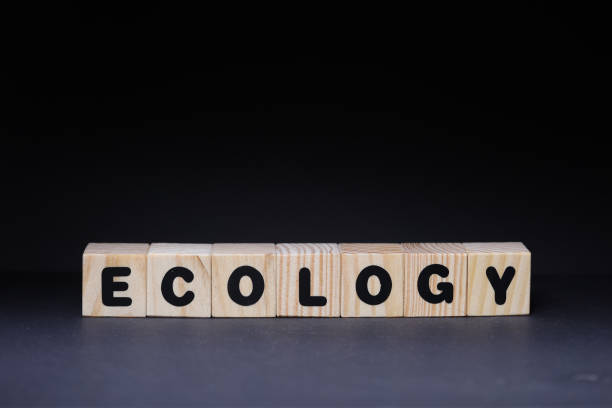 istock Ecology word on wooden cubes on black background 1426145202