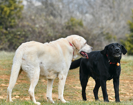 Heated discussions between 2 old labrador retriever dogs in the countryside of Lyon, France