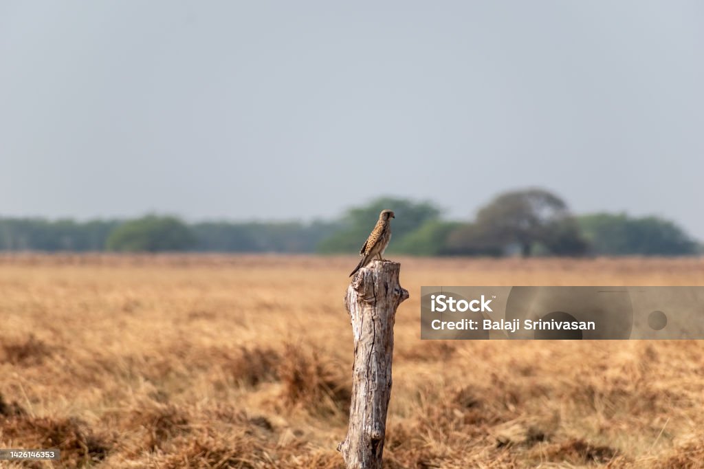 A Common Kestrel aka Falco tinnunculus A Common Kestrel aka Falco tinnunculus perched on a dead wood of a tree trunk at the Velavadar National Park near Bhavnagar in Gujarat, India. Animal Stock Photo