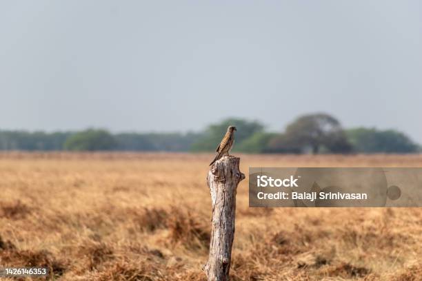 A Common Kestrel Aka Falco Tinnunculus Stock Photo - Download Image Now - Animal, Animal Wildlife, Animals In The Wild