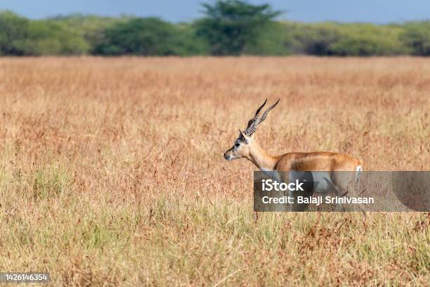 A Juvenile Male Blackbuck With Horns Stock Photo - Download Image Now - Animal, Animal Wildlife, Antelope