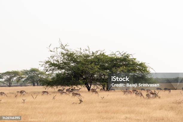 A Large Herd Of Blackbucks Stock Photo - Download Image Now - Animal, Animal Wildlife, Animals In The Wild