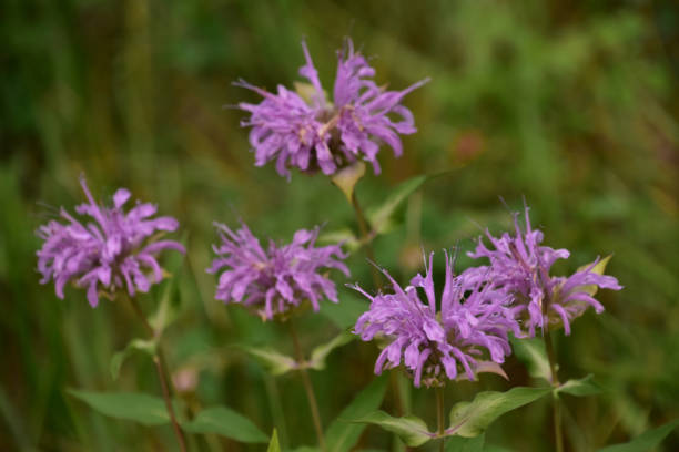 istock Purple Bee Balm Blossoming in Nature in the Summer 1426147514