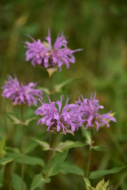istock Wild Purple Bee Balm Blooming and Flowering 1426147674