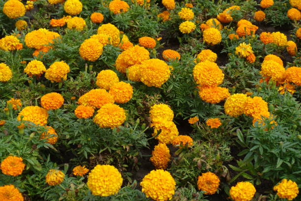 istock Bright orange flowers of Tagetes erecta in July 1426151637