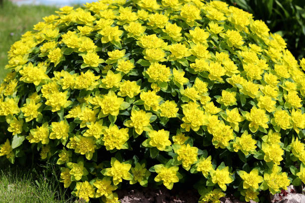 Shrub Euphorbia multiflowered. Beautiful natural background. Yellow flowers with green leaves. Selective focus Shrub Euphorbia multiflowered. Beautiful natural background. Yellow flowers with green leaves euphorbiaceae stock pictures, royalty-free photos & images