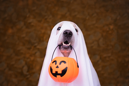 Un perro vestido de fantasma de Halloween. Un golden retriever se sienta en un parque de otoño con calabazas naranjas y un cubo de dulces. photo