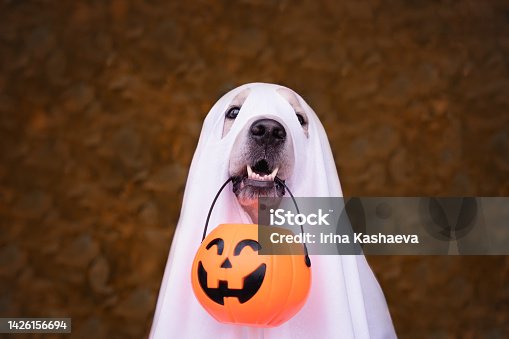 istock A dog dressed as a Halloween ghost. A golden retriever sits in an autumn park with orange pumpkins and a bucket of candy. 1426156694