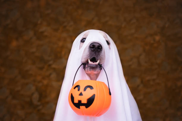 A dog dressed as a Halloween ghost. A golden retriever sits in an autumn park with orange pumpkins and a bucket of candy. A dog dressed as a Halloween ghost. A golden retriever sits in an autumn park with orange pumpkins and a bucket of candy. cute ghost stock pictures, royalty-free photos & images