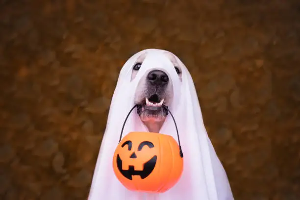 Photo of A dog dressed as a Halloween ghost. A golden retriever sits in an autumn park with orange pumpkins and a bucket of candy.