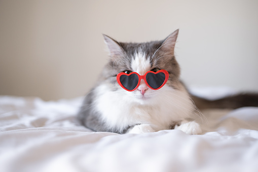 Cute funny cat in red heart-shaped sunglasses sits on a white bed. Postcard with cat with space for text. Concept Valentine's Day, wedding, women's day, birthday