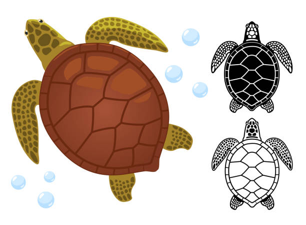 Sea turtle icon, logo and flat vector illustration Vector illustration of sea turtle, sea turtle black and white symbol, icon, isolated on white background sea turtle clipart stock illustrations