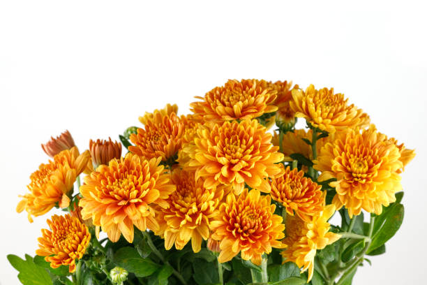 istock Orange chrysanthemum flowers. Chrysanthemums on white isolate. 1426160497