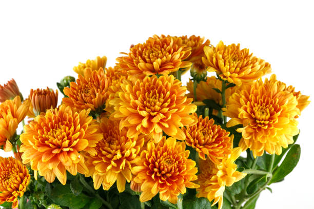 istock Orange chrysanthemum flowers. Chrysanthemums on white isolate. 1426160507