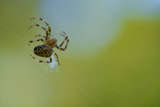 istock Cross spider crawling on a spider thread. Halloween fright. A useful hunter among 1426163407