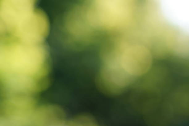 istock Blurred background. Trees with green leaves in the forest. 1426164240