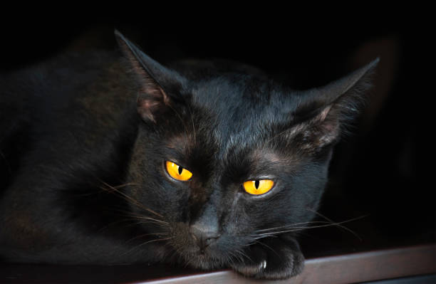 istock Portrait black cat on table with black background 1426166994