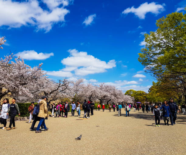 Atmosphere of parks around Osaka Castle in spring where cherry blossoms bloom. stock photo