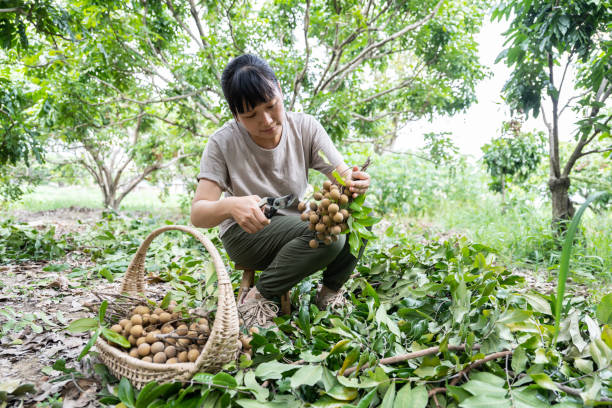 A female farmer was picking longan in an organic orchard