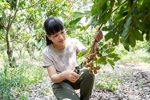 A female farmer was picking longan in an organic orchard