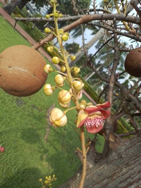 istock Cannonball Trees in garden 1426171577