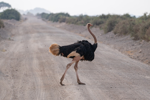 beautiful specimen of ostrich in the African savannah of the Amboseli national park in Kenya