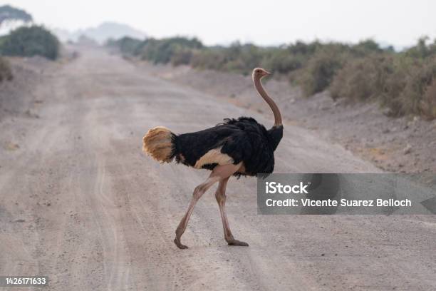 Beautiful Male Ostrich Crossing The Dirt Road In Ambosseli National Park In Kenya Africa Stock Photo - Download Image Now