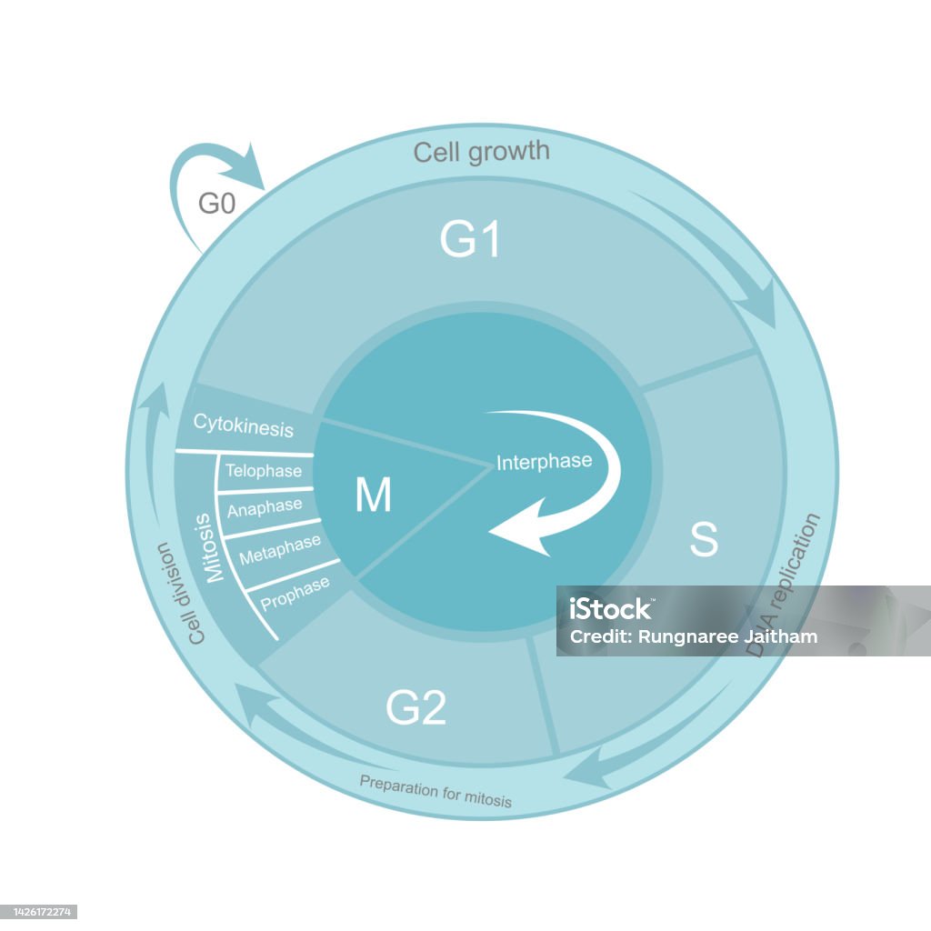 Cell Cycle Mode The Cell Cycle Diagram That Including Important Process Of Cell Growth ...