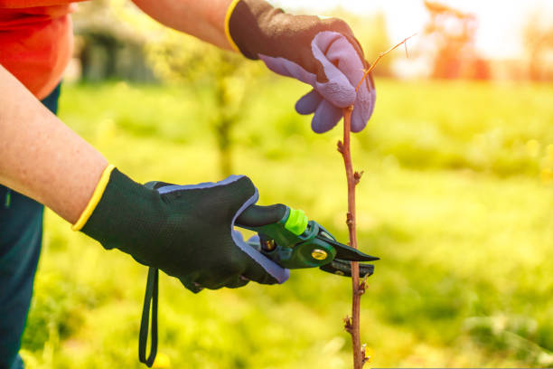 istock A man cuts raspberries with pruners. Selective focus. People. 1426172325