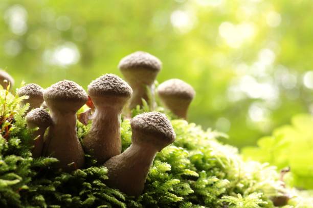 champignons - edible mushroom mushroom fungus colony stock-fotos und bilder