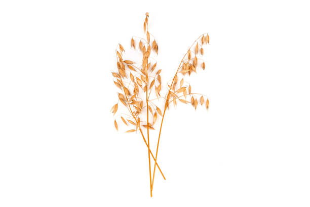 istock oat spike or ears isolated on white background close-up 1426173977