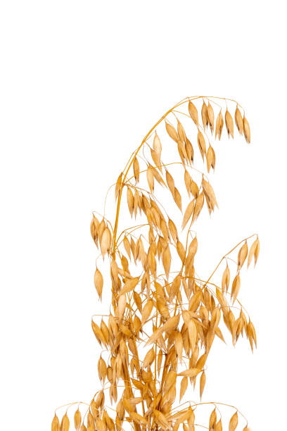 istock oat spike or ears isolated on white background close-up 1426174006