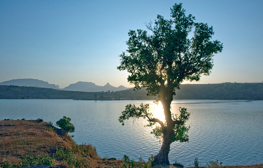Tree on the bank of Arthur lake at sunset time  Bhandardara taluka Akole district Ahmednagar state Maharashtra India