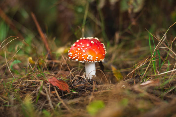 istock Fly agaric mushroom on green meadow 1426176961