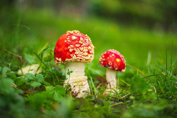 istock Fly agaric mushroom on green meadow 1426176963