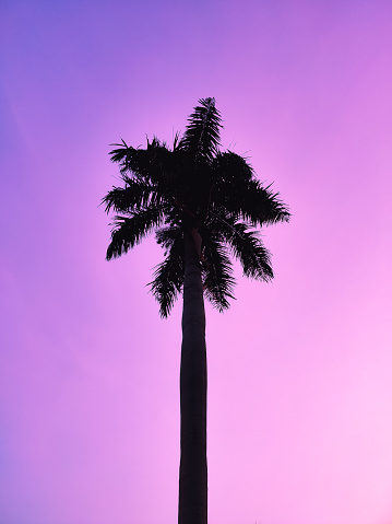 Blue and magenta sky background with palm tree silhouette