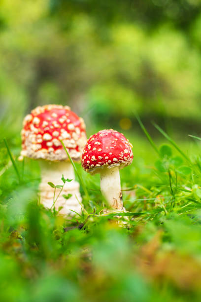 istock Fly agaric mushroom on green meadow 1426177507