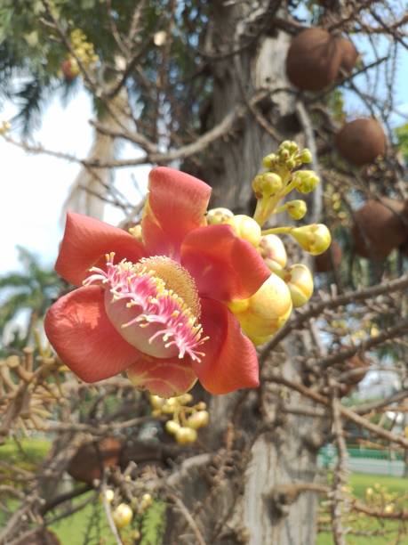 istock Cannonball Trees in garden 1426178963