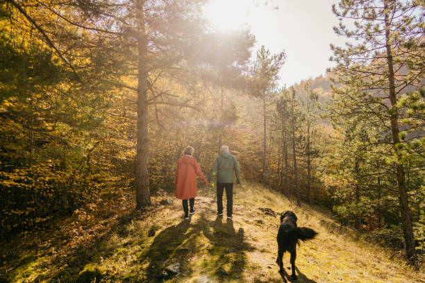 istock Exploring the forest on a beautiful autumn day 1426180881