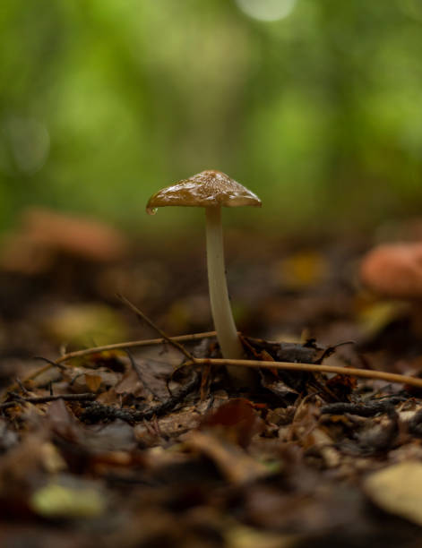 istock Psilocybe mushroom growing on forest floor 1426181178