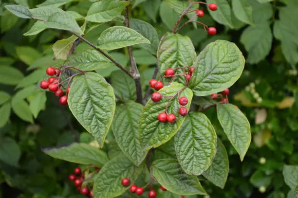 This is a photo of some bright red berries that are growing on a wild cotoneaster plant in a woods in Cheshire