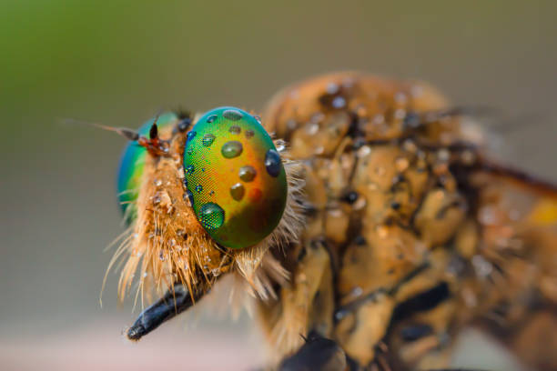 istock Amazing macro closeup of robber fly. 1426184747