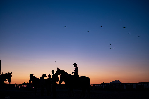 Silhouettes of Horses and Seagulls in The Dusk.