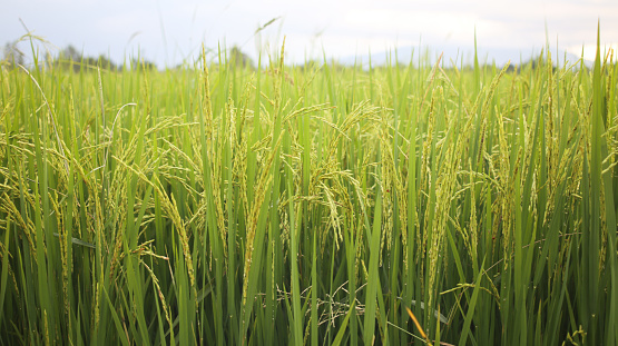 Close up of row greenery of young rice field plantation with sky and nature in background  in a countryside of Thailand