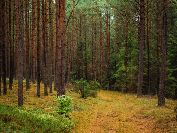 istock autumn pine tree deep forest, moody woods, fall season weather 1426186690