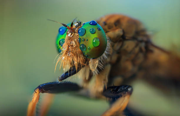 istock Amazing extreme macro closeup of robber fly. 1426188065